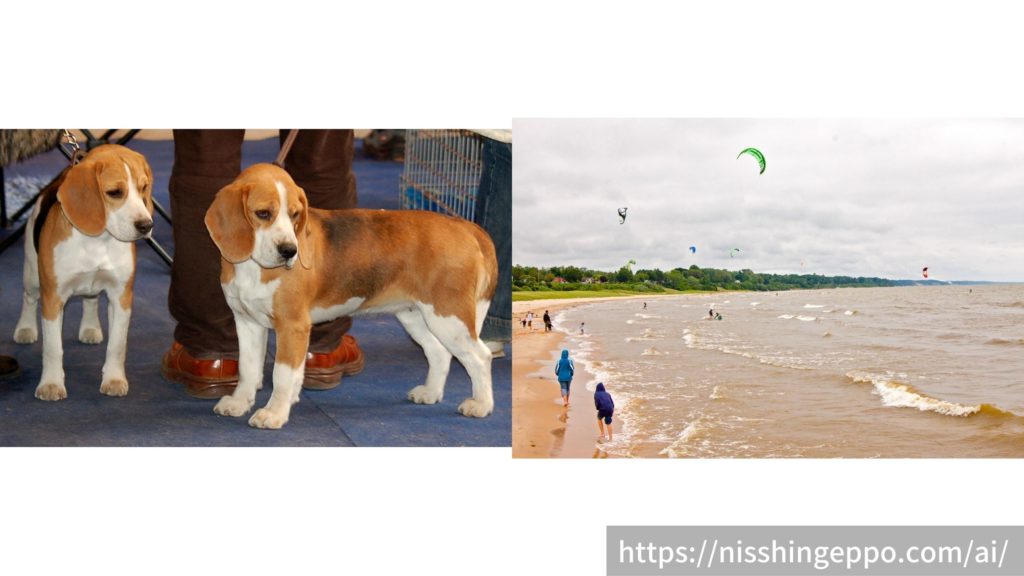 テスト用画像_海辺と犬
